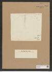 Diatomeae indet. Zeichnungen Sammlung Grunow Nr. 8983 (NHMW-BOT-W0378679)